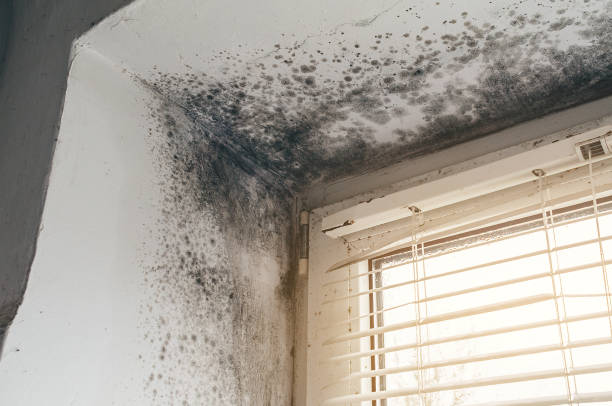 Affordable Mold Cleanup solutions in Norwood, NY